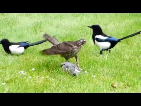 Sparrowhawk catches Wood Pigeon and is then harassed by two Magpies