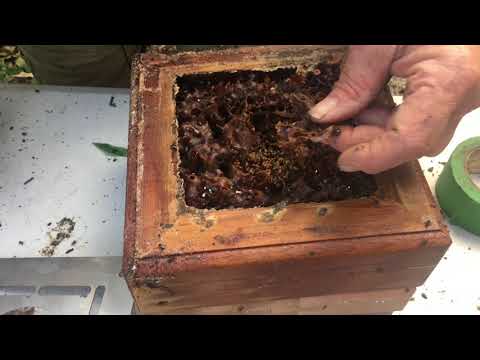 download lagu mp3 mp4 Bob The Bee Man, download lagu Bob The Bee Man gratis, unduh video klip Bob The Bee Man