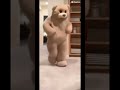 Bear Dancing Meme