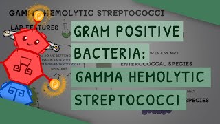 Gamma Hemolytic Streptococci