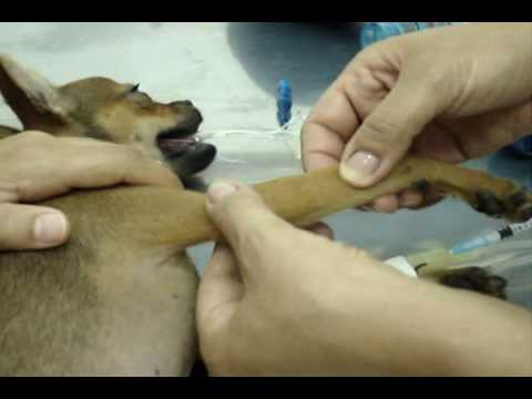FRACTURE OF THE FORELIMBS IN A CANINE