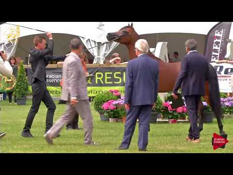 N.147 A KANZ OF KOSSACK - Bruges 2018 Int B - 2 Years Old Colts (Class 106)