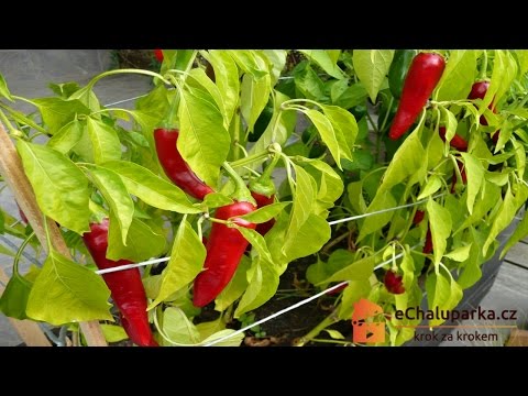 , title : 'Jak pěstovat chilli papričku Cayenne ze semen. Capsicum annuum Cayenne'