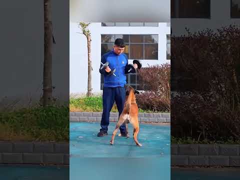 الكلب البطل الذي أنقذ فتاة من حريق مميت#shortvideo #viral