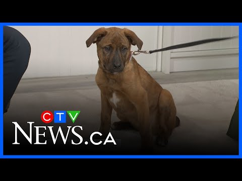 Why you may want to rethink gifting a pet this Christmas: animal rescue - YouTube