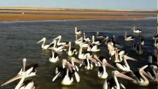 preview picture of video 'Pelican show at The Entrance part 2, Sydney'