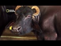 National Geographic In Hindi Banas Dairy In Hindi Discovery In Hindi