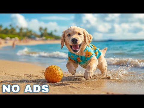 12 Hours of Dog Calming Music for Dogs 🐾 Anti Separation Anxiety Relief Music🐶Sleep dog Healing🎵