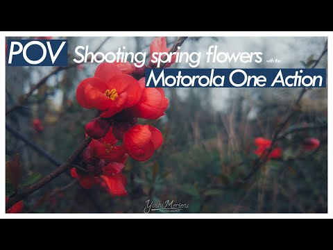 POV mobile photography of spring flowers using the Motorola One Action
