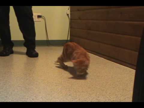 Blind Cat Roxie Walks In Circles