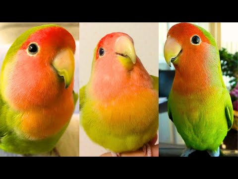 Des perroquets drôles et mignons - essayez de ne pas rire !