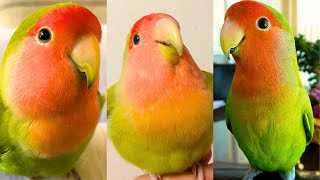 Miniature vidéo