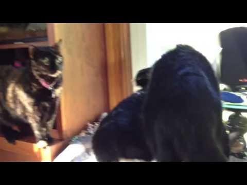 Cats and the Catbird Video