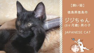 先輩猫がいてもお構いなしの子猫 | 徳島県徳島市在住 ジジちゃん | Japanese Cat