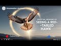 Spiritual Meaning Of Seeing A Red Tailed Hawk Divine Messages Intuition
