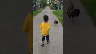 Download lagu ayam jago mp3 Download lagu ayam jago mp3