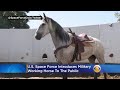 U.S. Space Force Introduces Military Working Horse To The Public