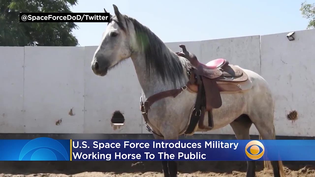 U.S. Space Force Introduces Military Working Horse To The Public thumnail