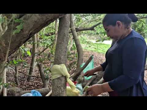 Pescaria no Rio Maracaçumé interior do Maranhão #pescaria #aventura 