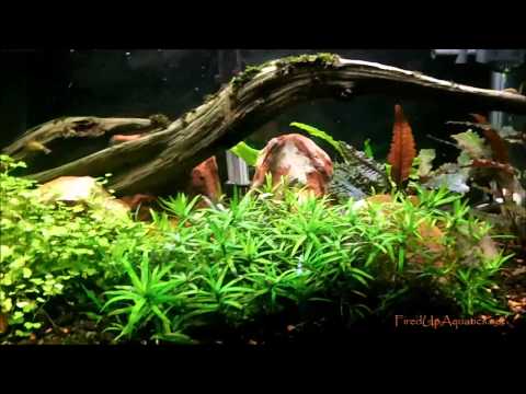 Aquascaping with&without Co2