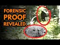 Bigfoot Proof Why The Paul Freeman Footage CAN T Be Fake Scientists Confirm
