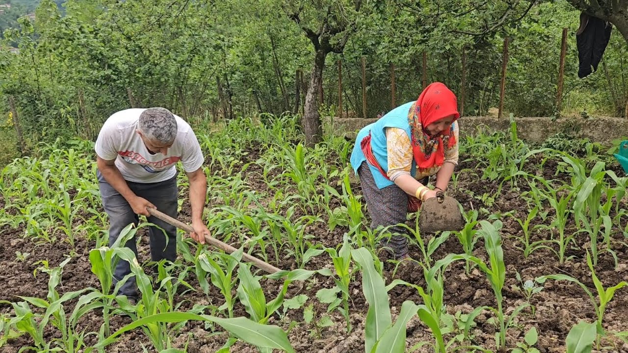 ‼️40 YILDIR SIRT SIRTA EL ELE ÇABALIYORUZ MISIR ÇAPA ZAMANI‼️