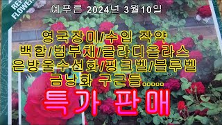 24년 3.10) 영국장미 수입작약 백합 범부채 글라디올라스 구군들 특가판매
