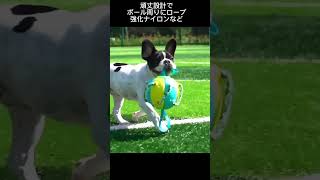 犬のおもちゃ/折り畳みボール  #犬のいる暮らし #大型犬のいる生活  #犬のおもちゃ #柴犬 #いぬのいる生活