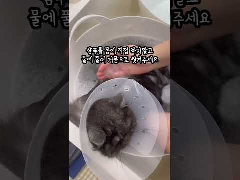 미용사가 알려주는 고양이 목욕시키는 방법♥