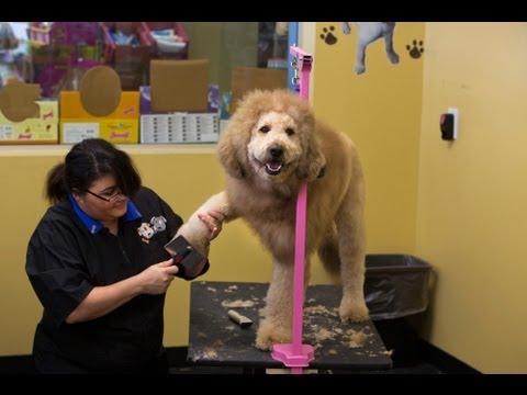 Charles the 'lion-dog' gets his haircut in Norfolk