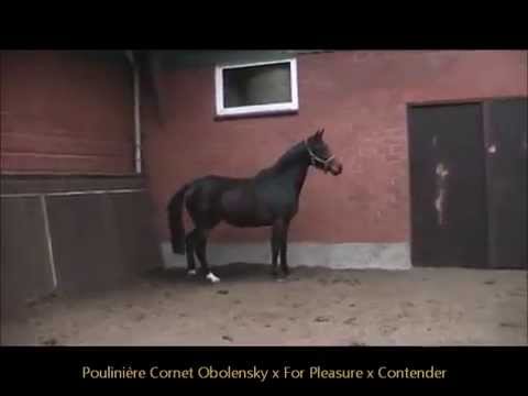 Poulinière Cornet Obolensky x For Pleasure x Contender