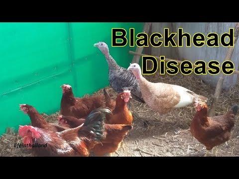 , title : 'Blackhead Disease, Keeping Turkeys and chickens together.'