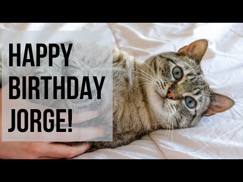 cat Jorge turns 7! Happy birthday to our tabby boy!