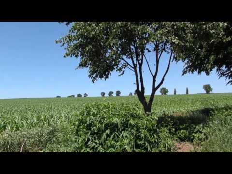 Dulcesti La Gradinarie