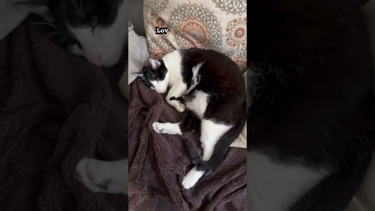 Enlarge Zorro, a Adoptable Domestic Short Hair in San Juan Capistrano, CA video 5/5