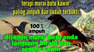 Download lagu terapi murai batu kawin paling ampuh || mendongkrak birahi murai batu agar cepat kawin mp3