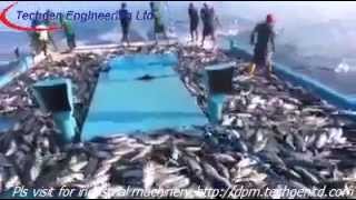 Thousands of fish seen jumping out of Ocean to ship