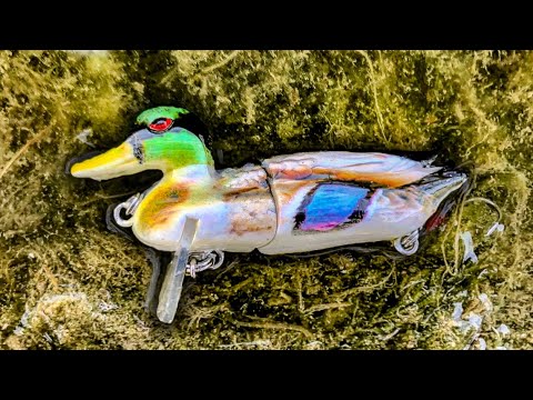 Watch FISHING with a DUCK LURE!! (2 FISH ONE CAST) Video on