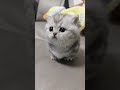 Gray Cat Kitten Yelling Meow