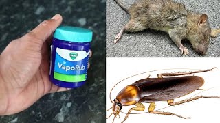 TWO IN ONE- MAGIC VICKS || How To Get Rid of Mouse, Rats And  Cockroach Permanently In a Natural Way