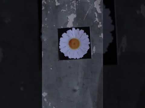 Bilgun Zayah - Цэцэгсийн оршуулга