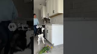 The cat blamed the dog #cats #husky #matercat #pets #funny #catvideos #puppy #kittens #cutedog