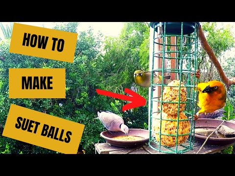 How to Make SUET BALLS for Birds
