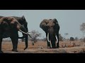 ELEPHANT Sounds Elephant Trumpet