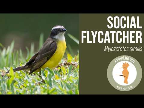 Postriežkar družný (Myiozetetes similis) — hlas a správanie v prírode