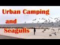About Urban Camping And Seagull Feeding Frenzy At The Beach