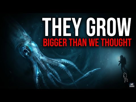 Nothing About Giant Squids Is Normal... Here's Why