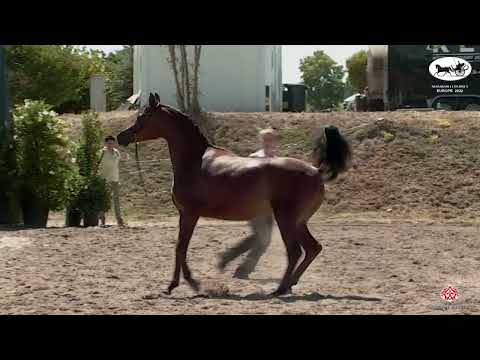 N 48 SAMOA EL JYAR   Arabian Futurity Europe 2022   Junior Fillies 2019 2021 CHAMPIONSHIP Class 7