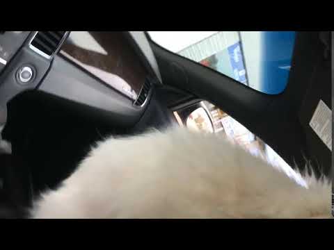 Samoyed in the car boolin
