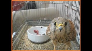 Yırtıcı Kuşlar - Kerkenez Yavrusu Nasıl Besle